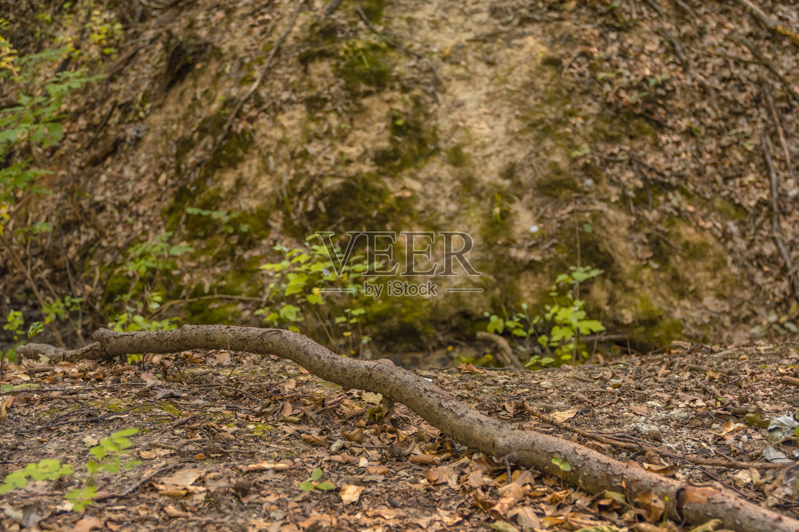 树干被砍倒在森林的地上照片摄影图片