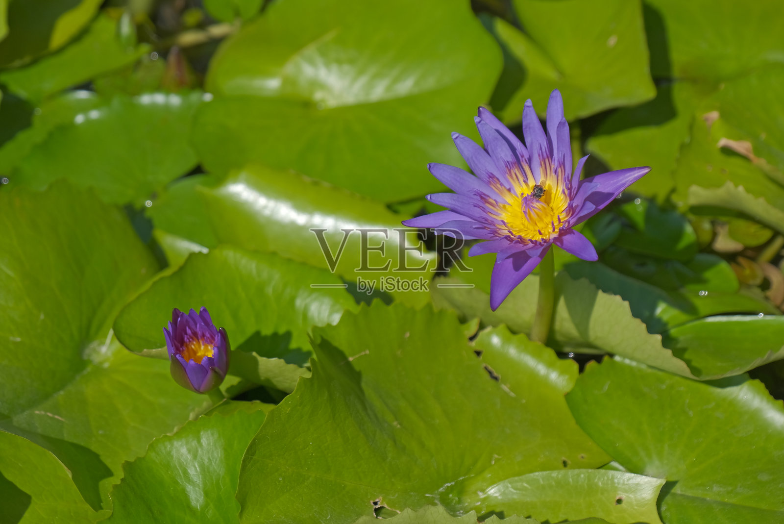 紫莲花睡莲花照片摄影图片