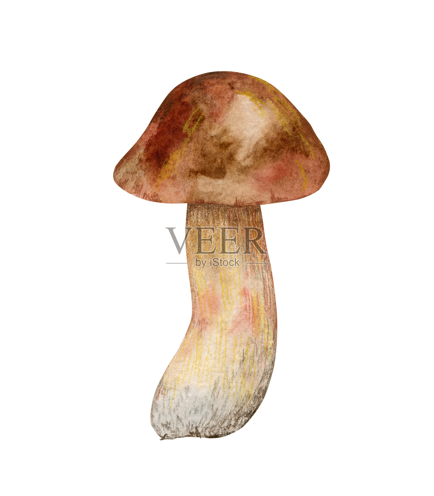 森林蘑菇水彩插图。插画图片素材