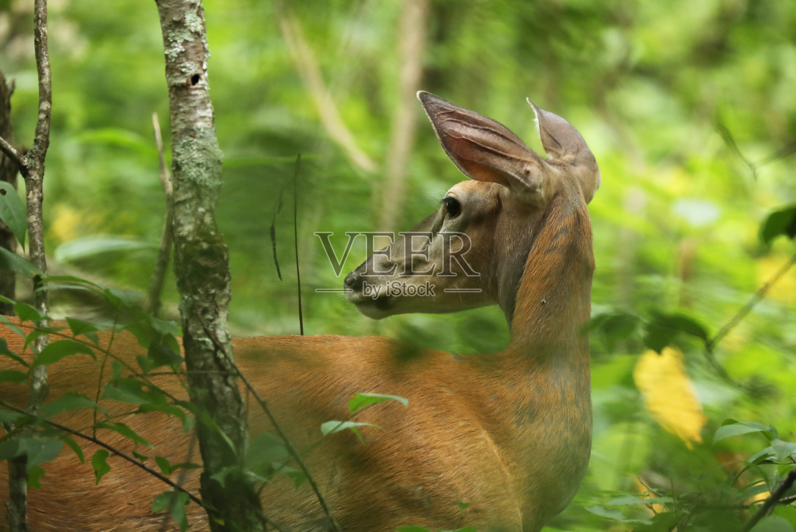 雪兰多厄森林里的野鹿照片摄影图片