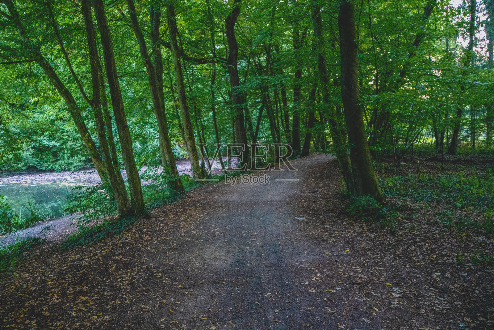 穿过德国湖边的森林。照片摄影图片