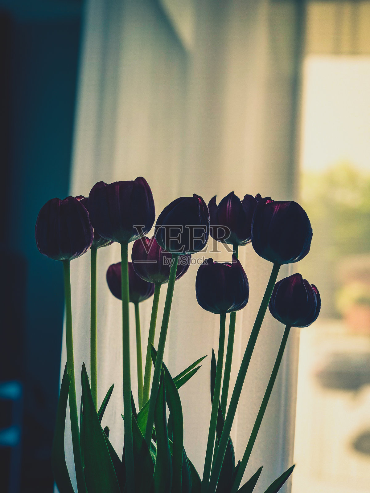 花瓶里的一些漂亮的花。照片摄影图片