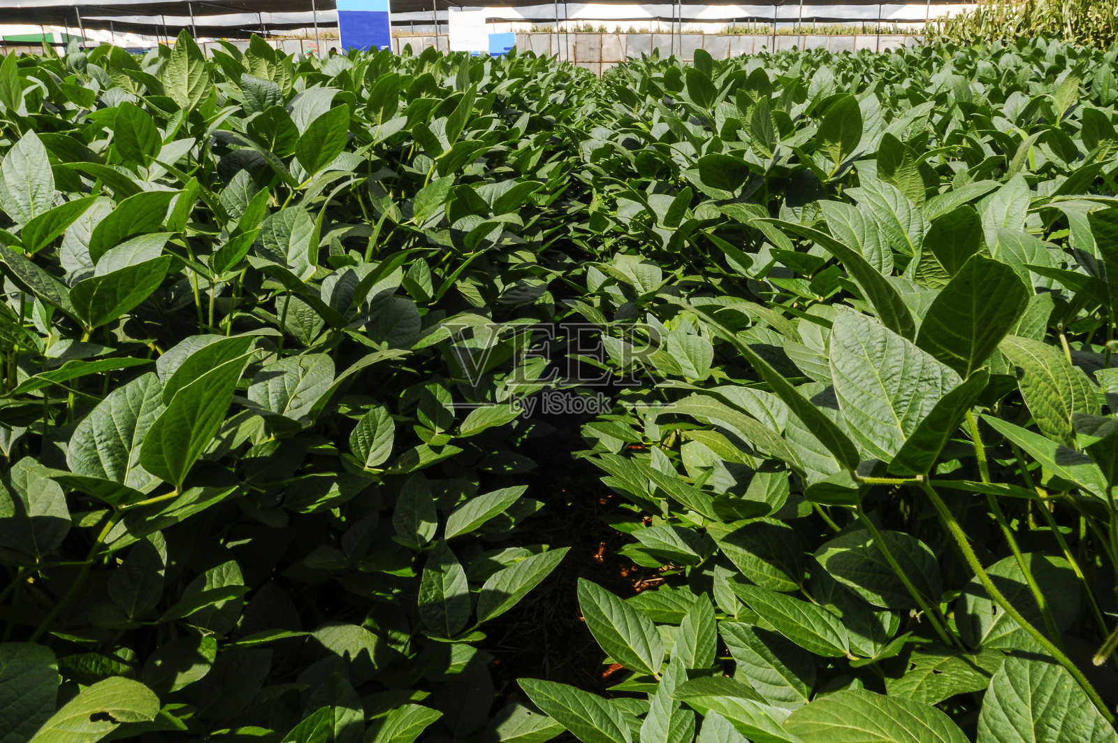 在农村土地上种植大豆苗木照片摄影图片