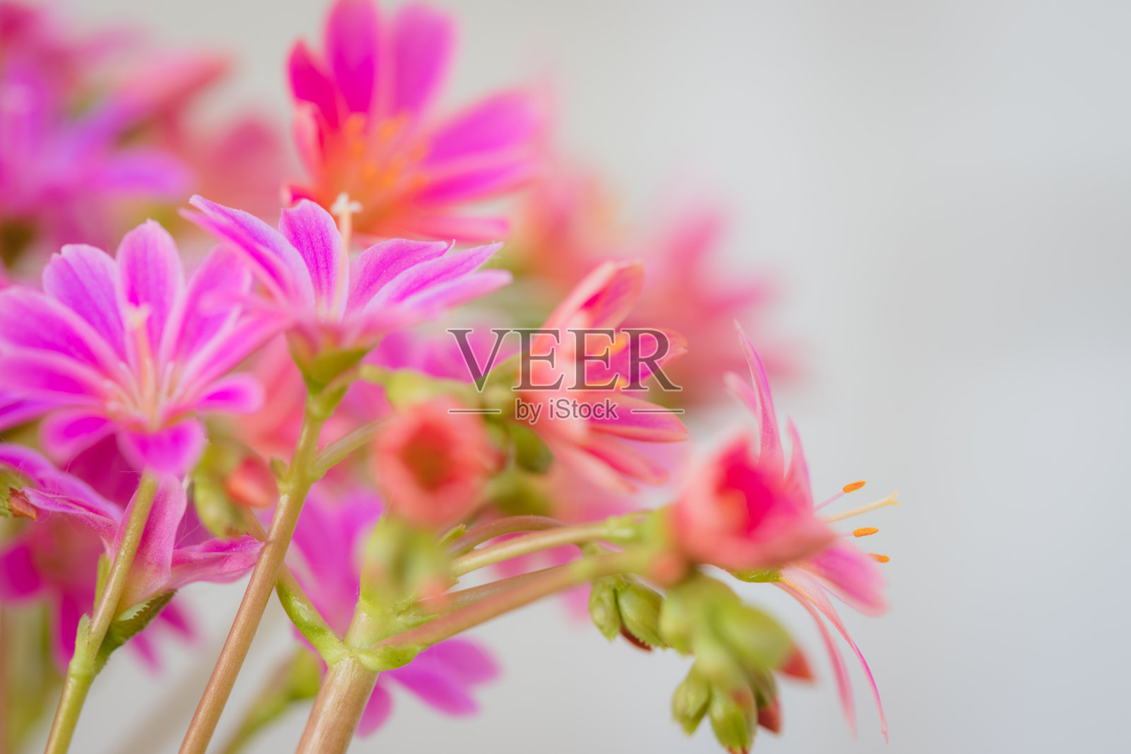 一组鲜艳的粉红色路易斯亚子叶“日落系列”肉质花照片摄影图片