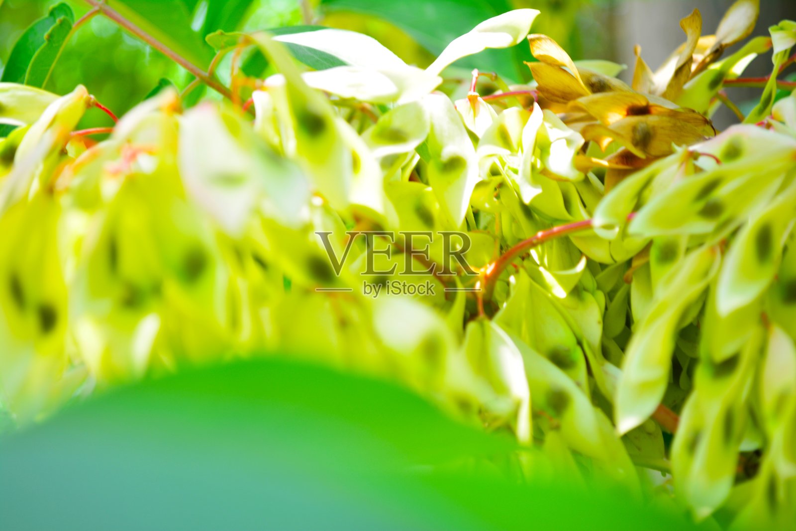 植物的背景照片摄影图片