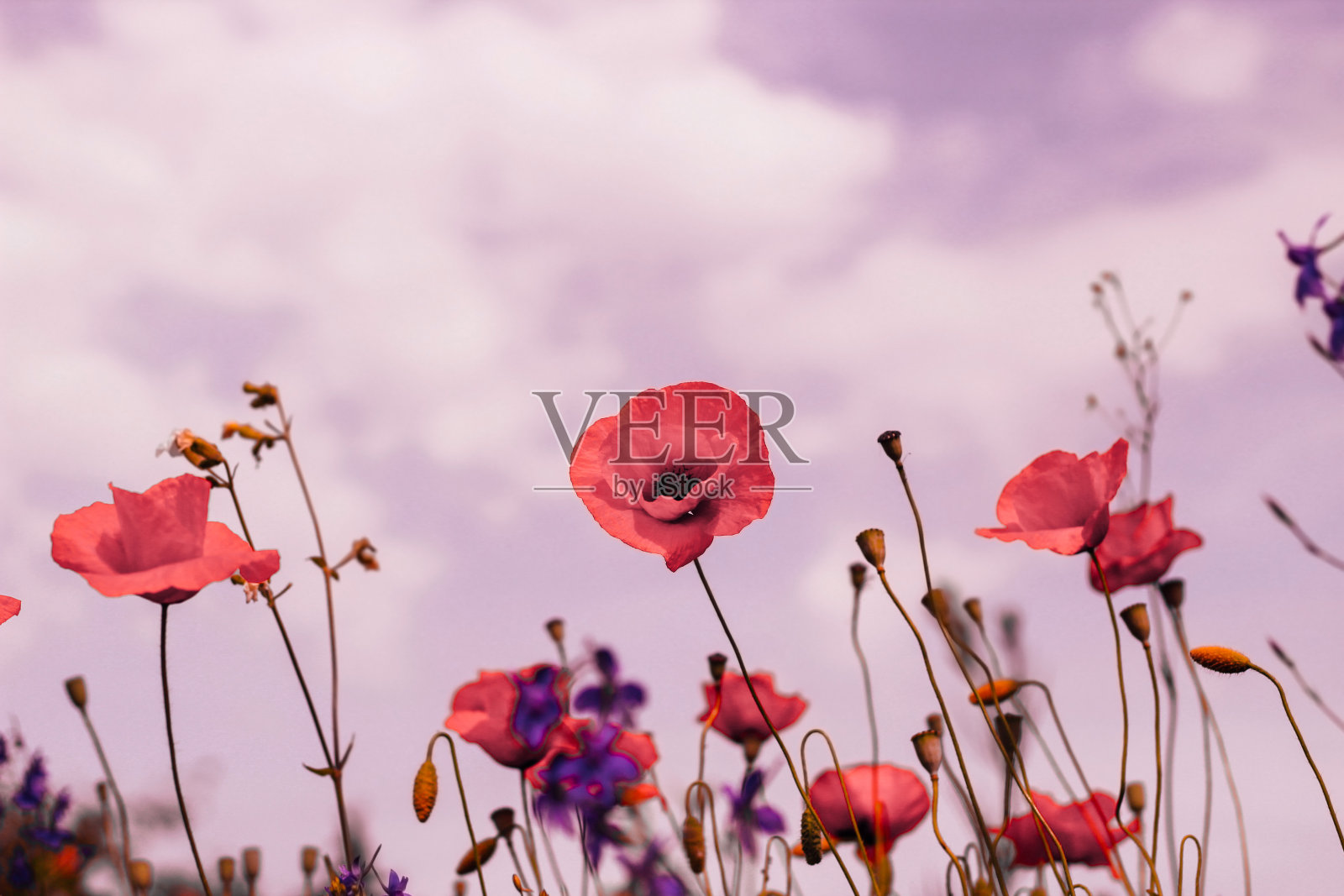 花园里的花合拢了。屏幕保护程序、桌面壁纸照片摄影图片