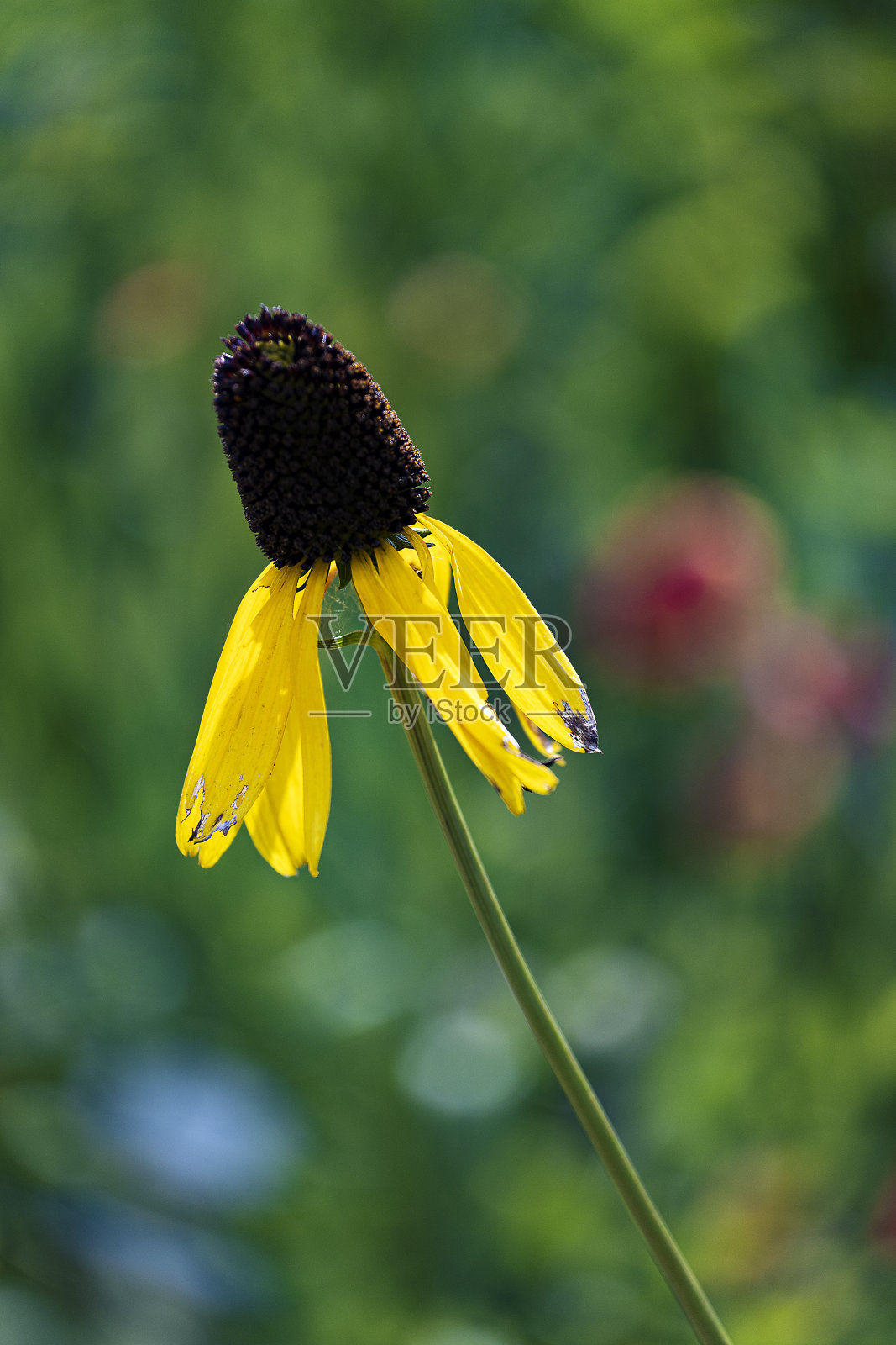 锥花照片摄影图片