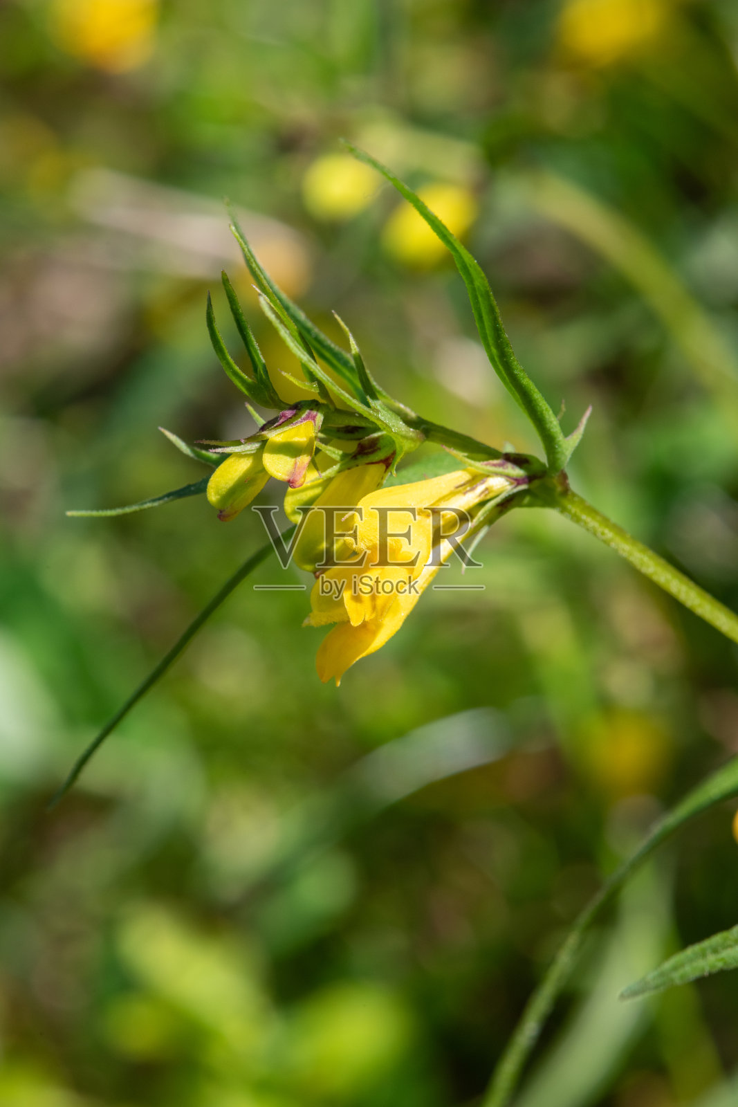 普通的牛小麦(melampyrum pratense)花照片摄影图片