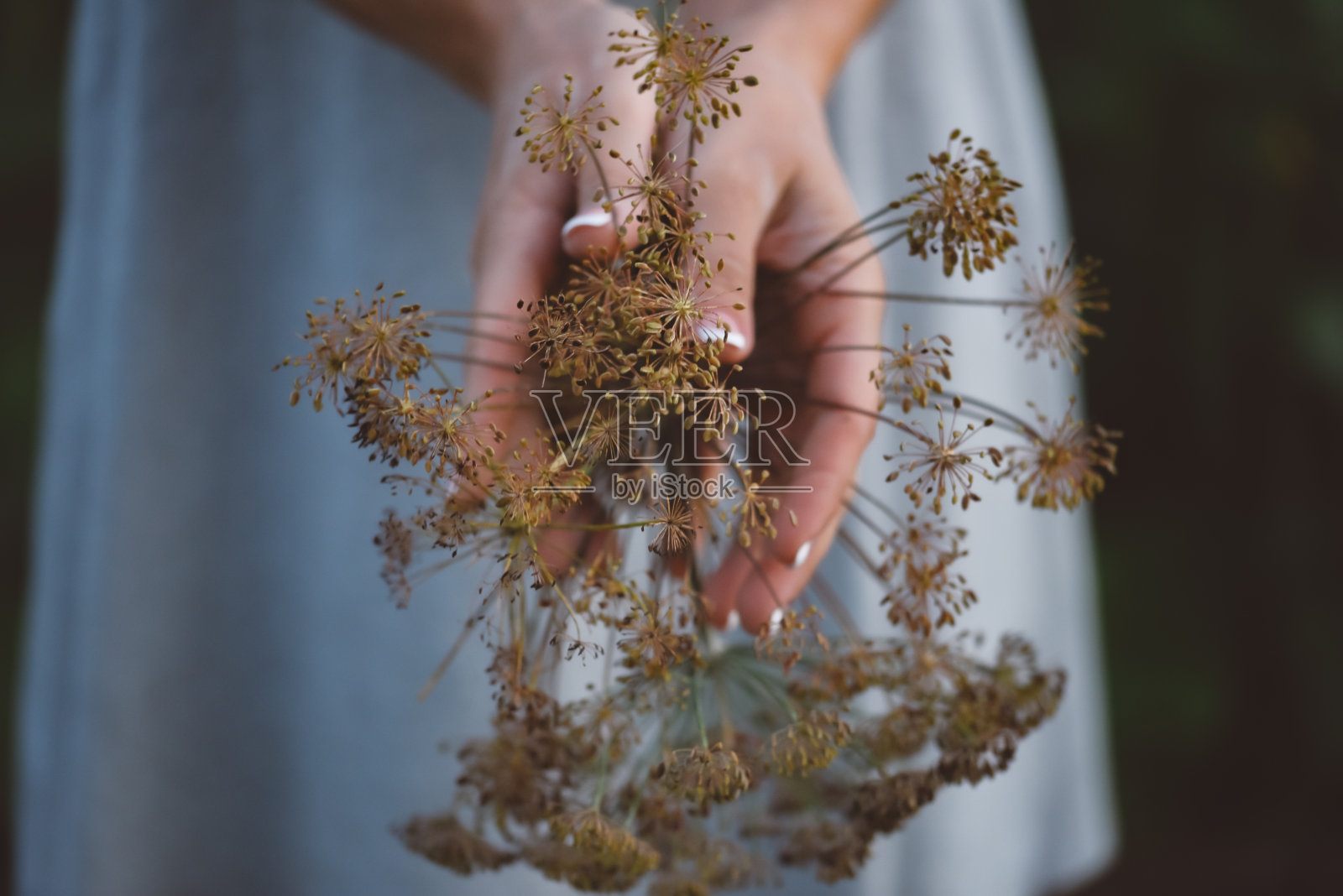 莳萝图钉,种子。一个女孩手里的迪尔。照片摄影图片