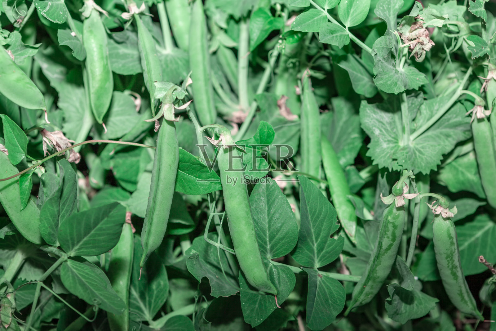 豌豆生长在花园里照片摄影图片