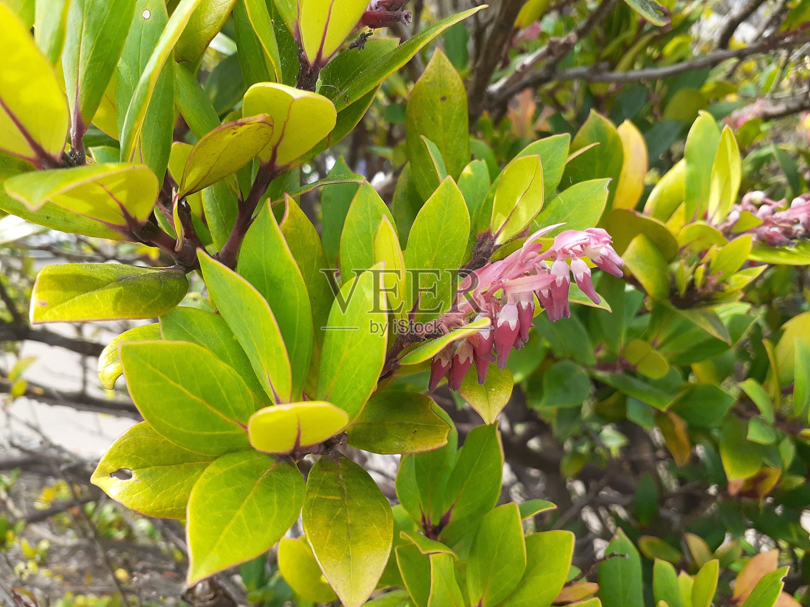 绿色植物,花红色照片摄影图片