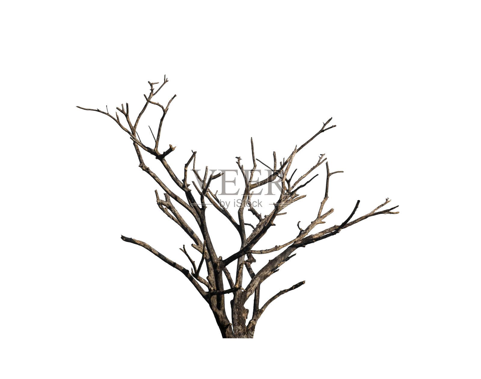 枯死的树被隔离在一个白色的背景适合于打印和网页照片摄影图片