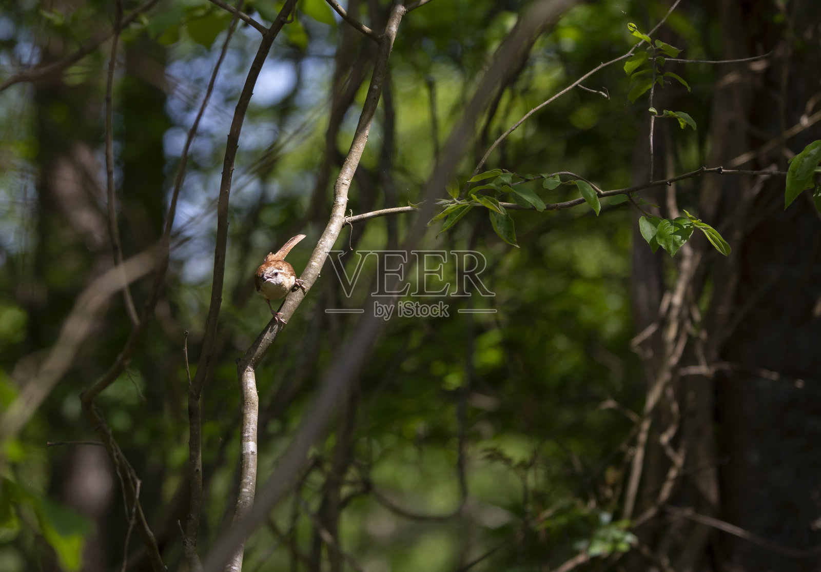 卡雷恩照片摄影图片