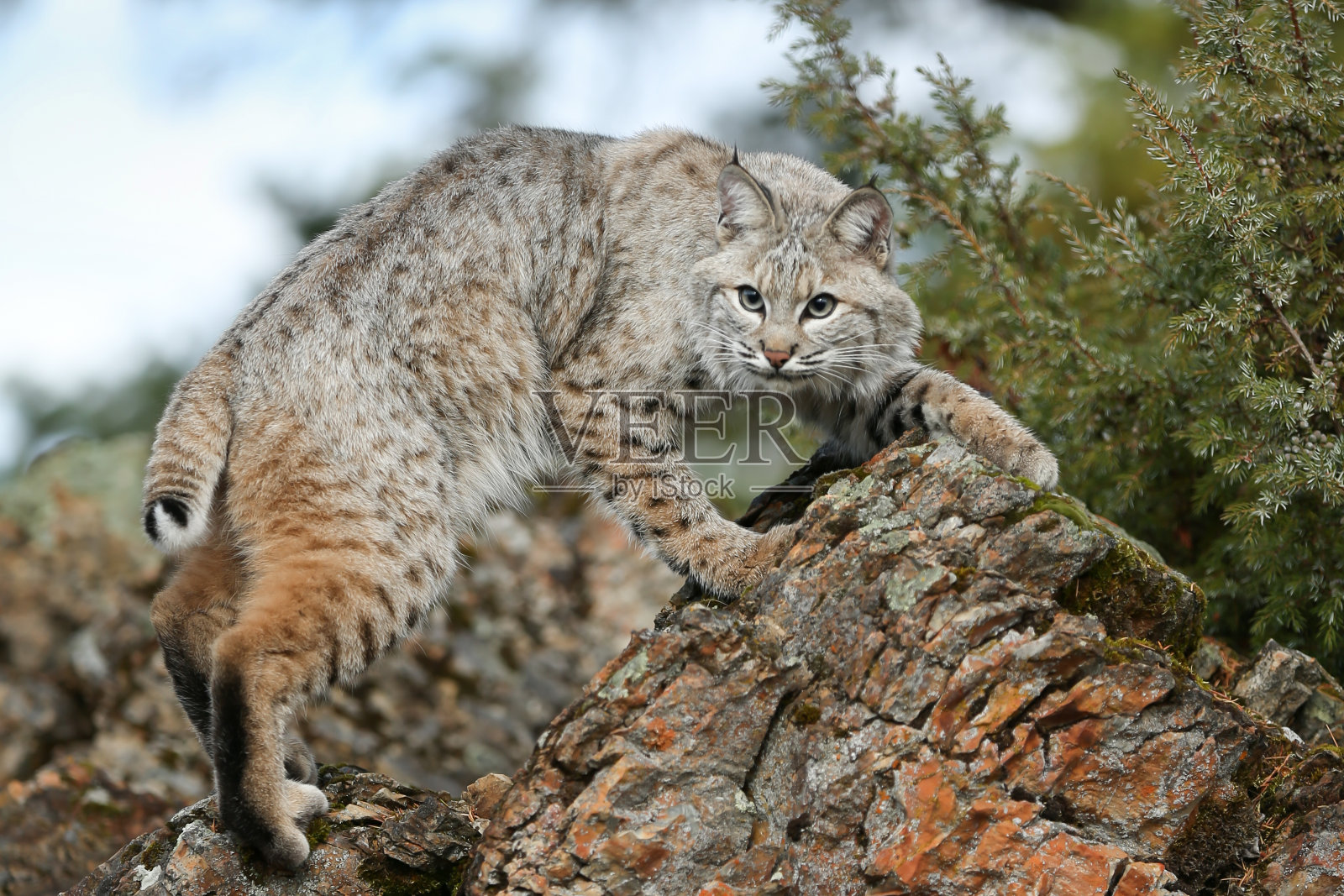 山猫照片摄影图片