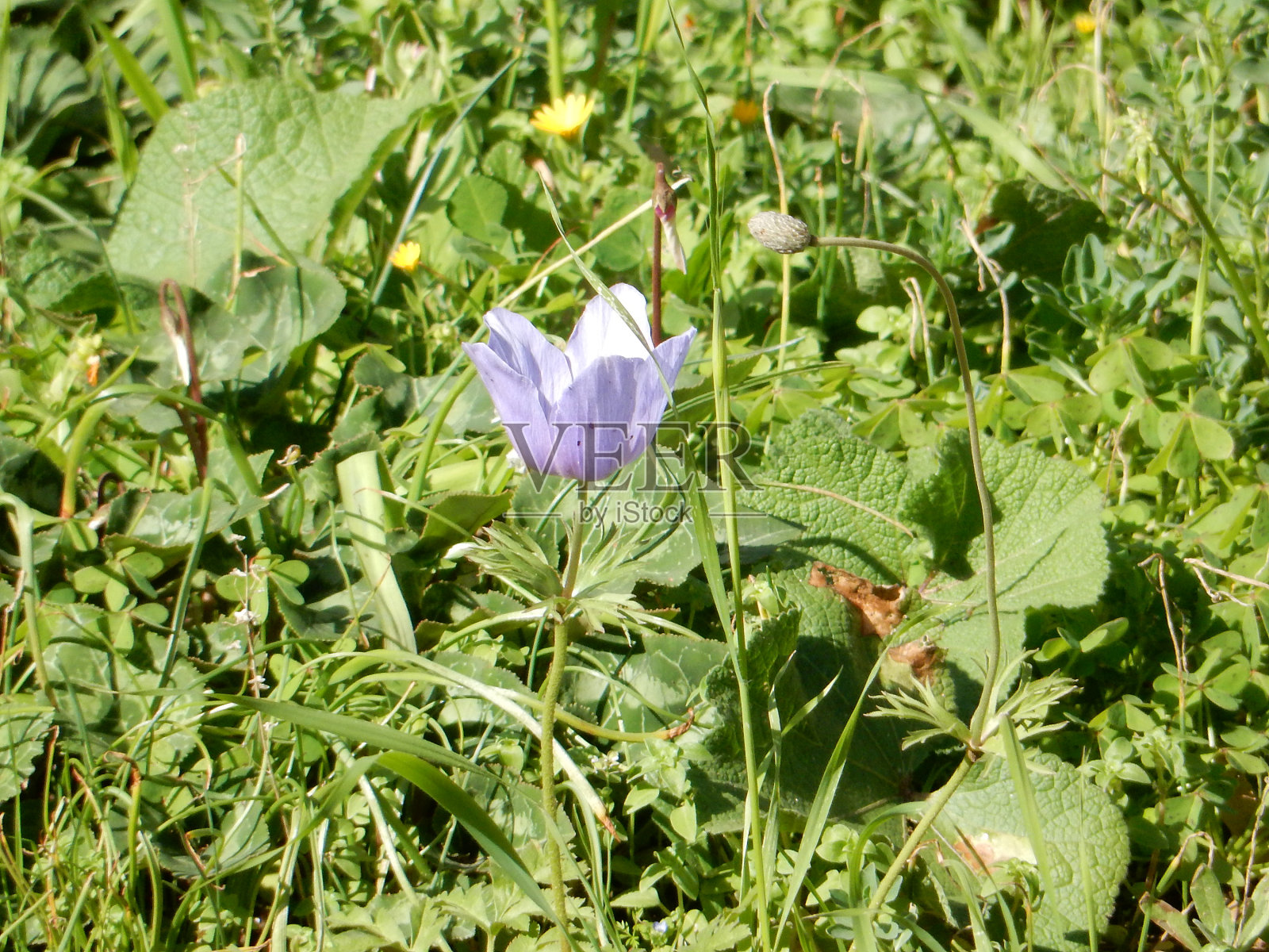 绿色草坪上的丁香银莲花,选择性聚焦照片摄影图片