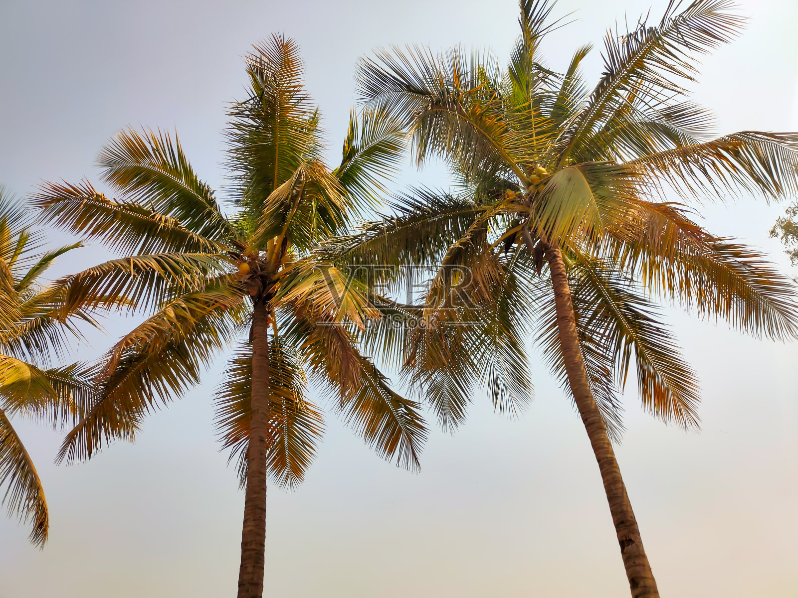 热带的棕榈树、椰子树在夕阳的天空中闪耀。照片摄影图片