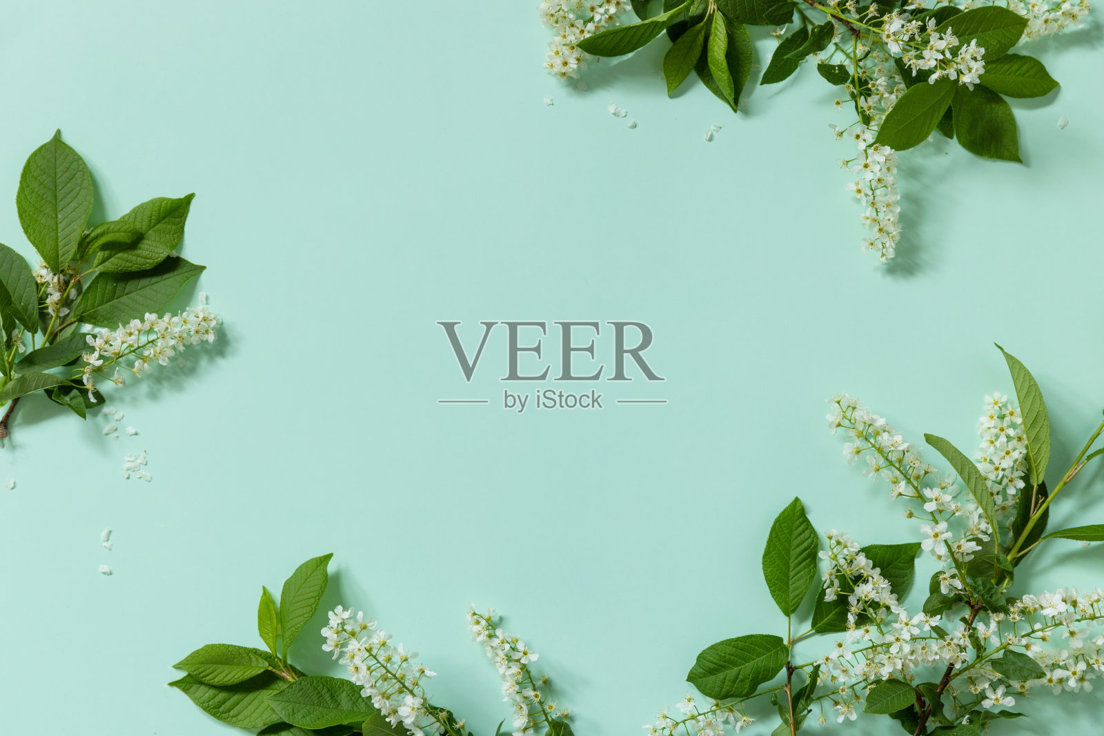 春天的花朵。在浅绿色的背景上有绿色叶子的樱花。俯视图平躺。副本的空间。照片摄影图片