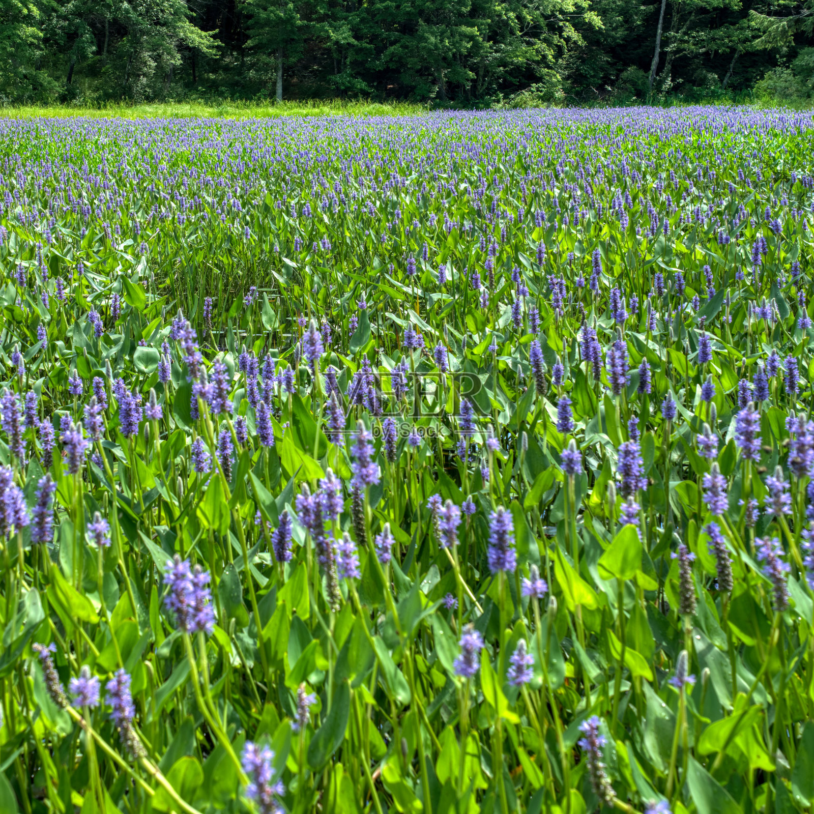 水葫芦照片摄影图片
