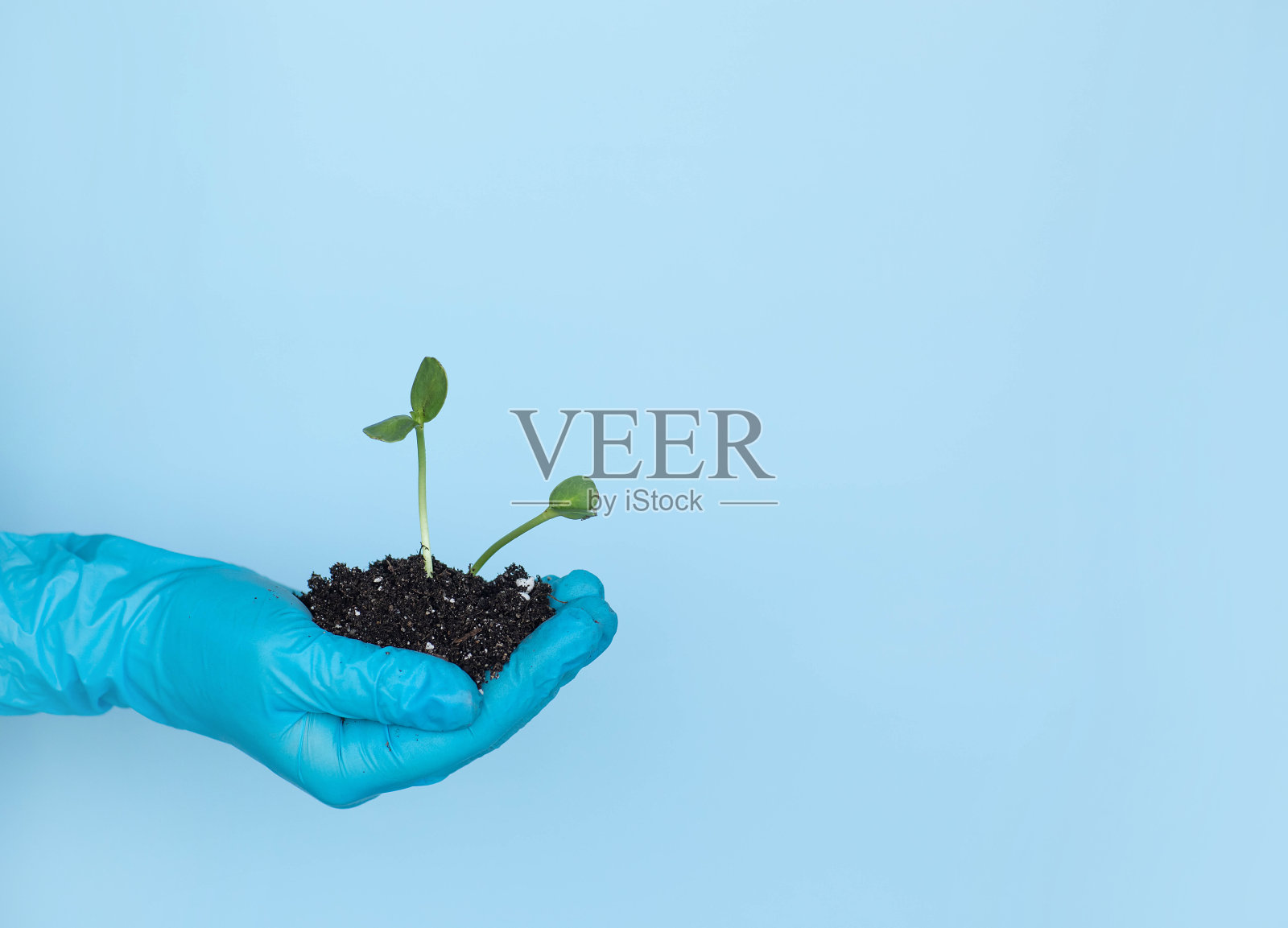 两棵幼苗在地上,一个男人的手里,蓝色的背景照片摄影图片