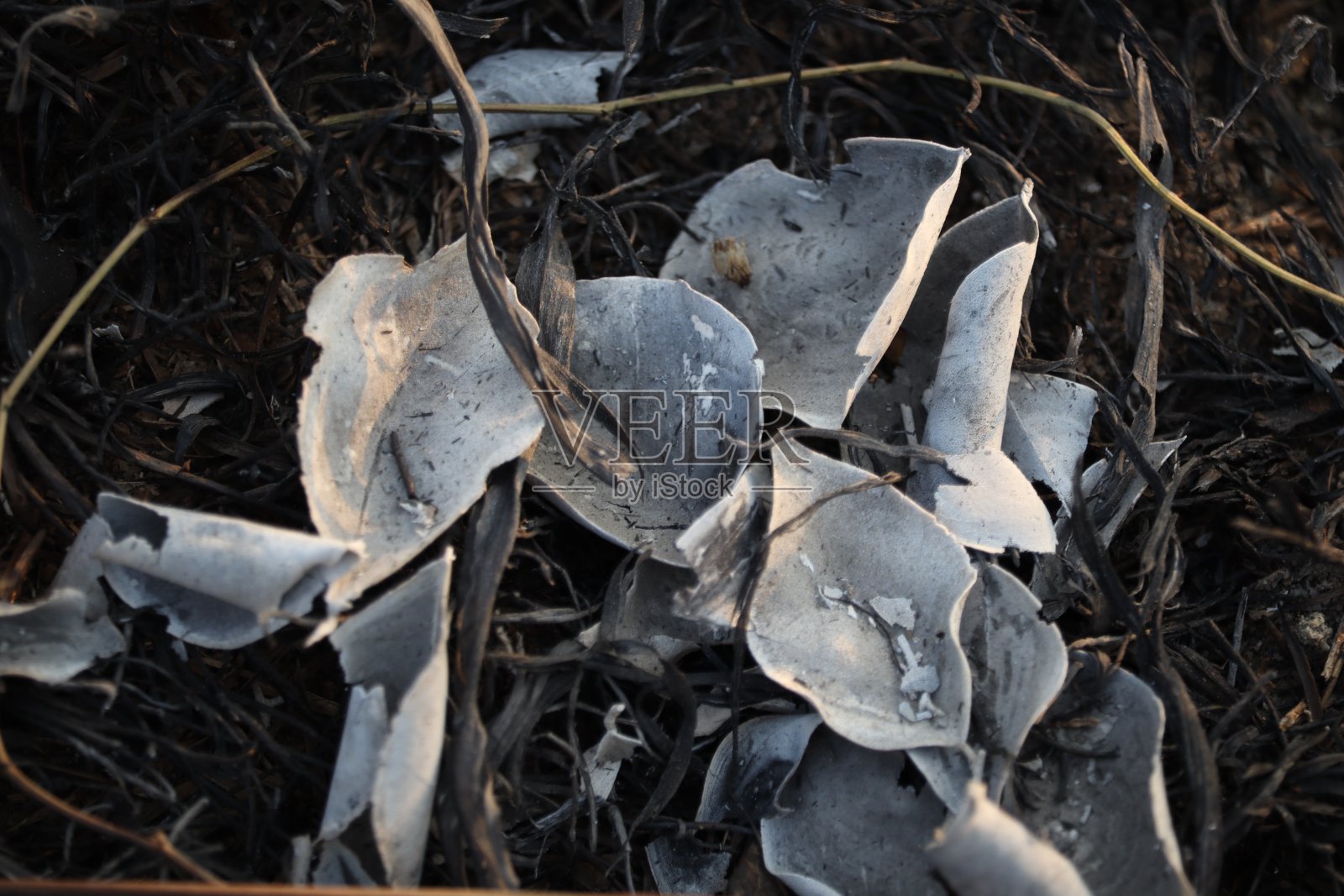 烧树叶照片摄影图片