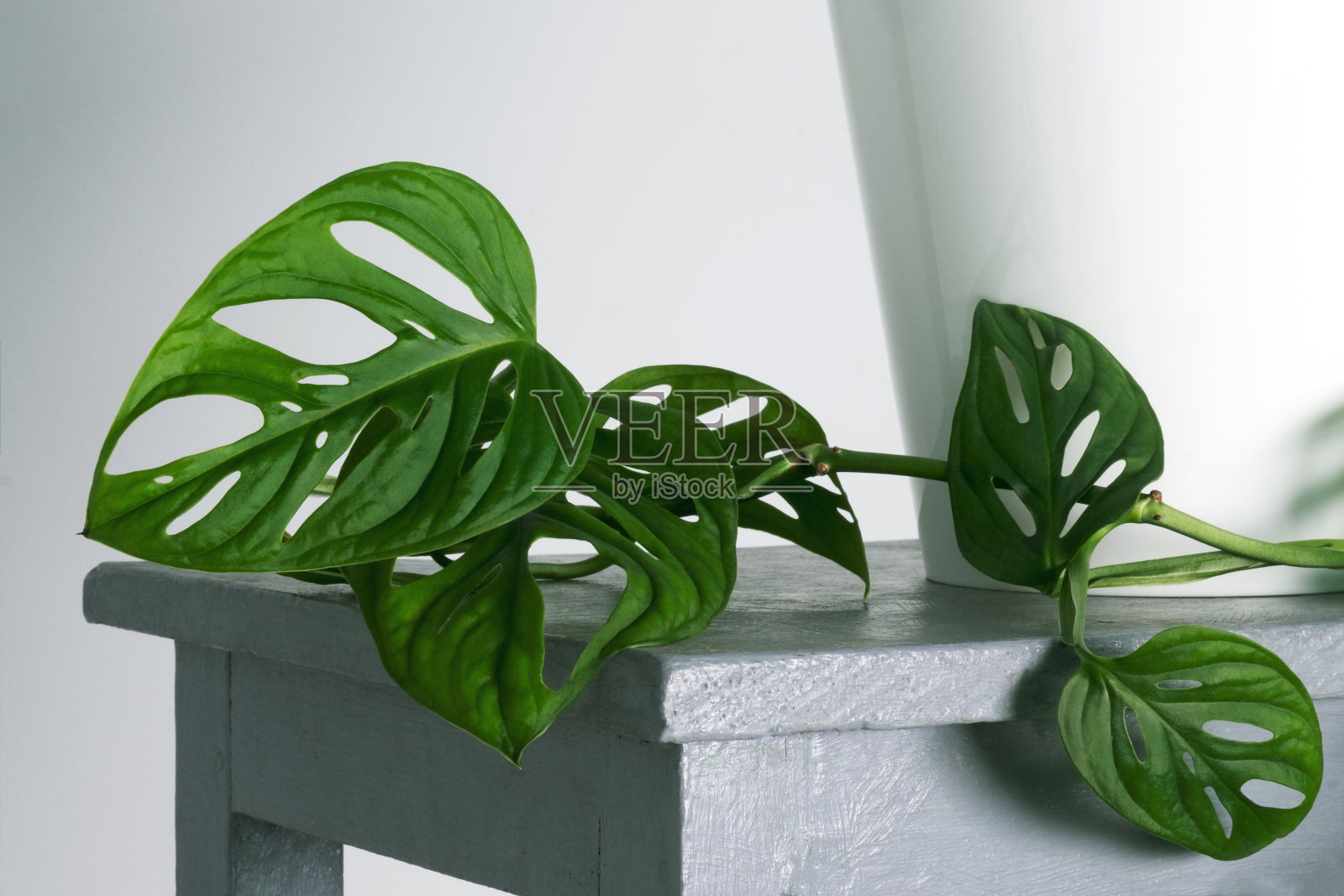 Monstera Monkey Mask或Obliqua或Adansonii叶子。白色花盆中的家庭植物。极简主义和斯堪的纳维亚风格的概念,城市丛林和花园房间。白灰背景照片摄影图片