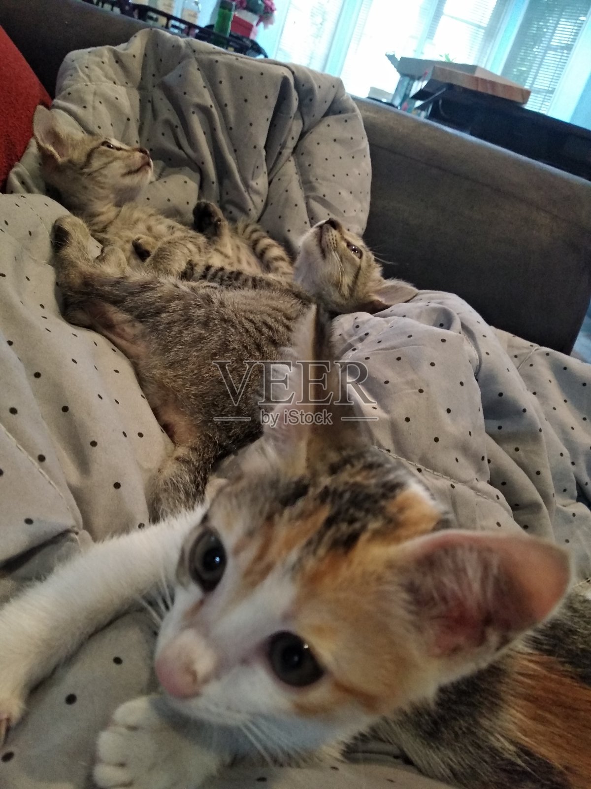 可爱的白色和橙色小猫脸的特写,两只灰色的小猫睡在一起在背景上照片摄影图片