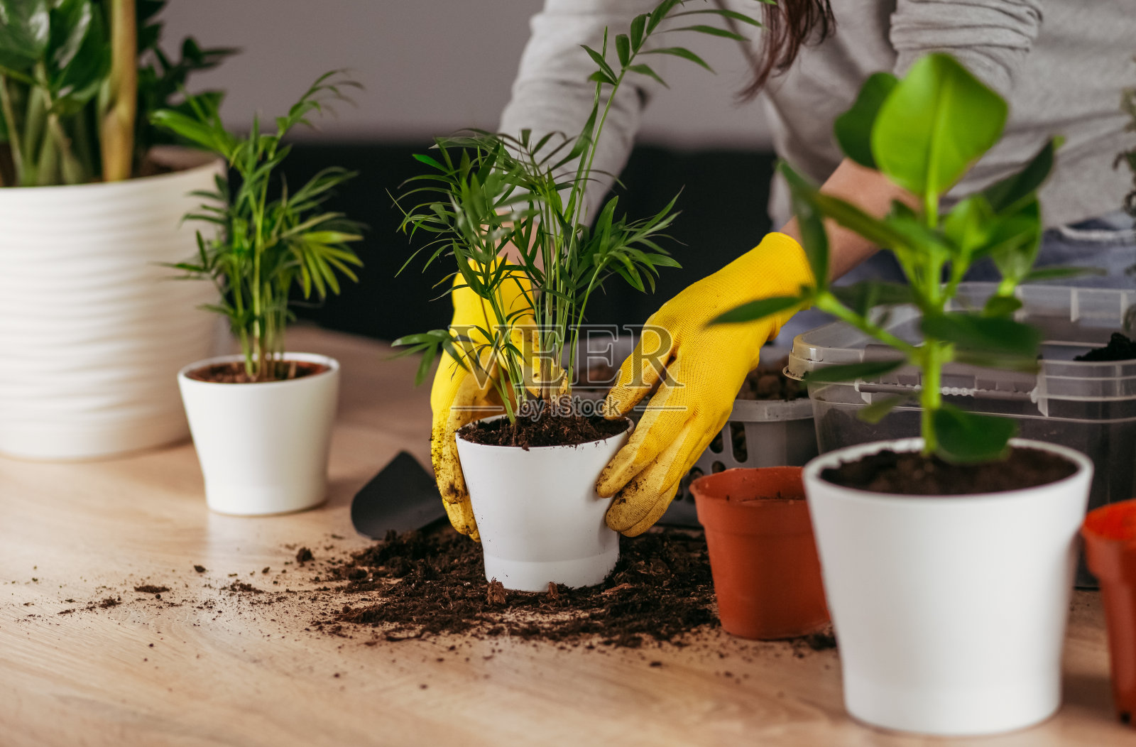 一个年轻的女孩在一间明亮的公寓里忙着种花。照片摄影图片