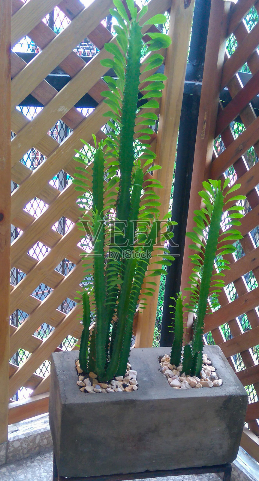 叶仙人掌照片摄影图片