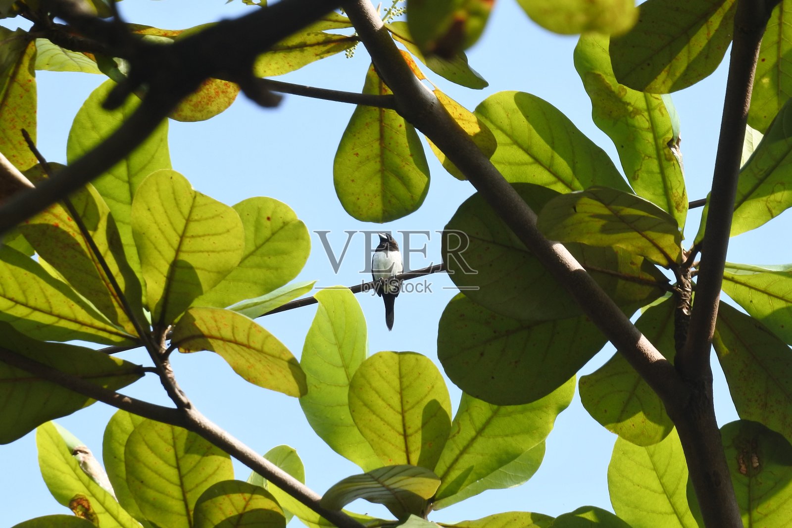 麻雀栖息在树枝上。鸟的照片照片摄影图片