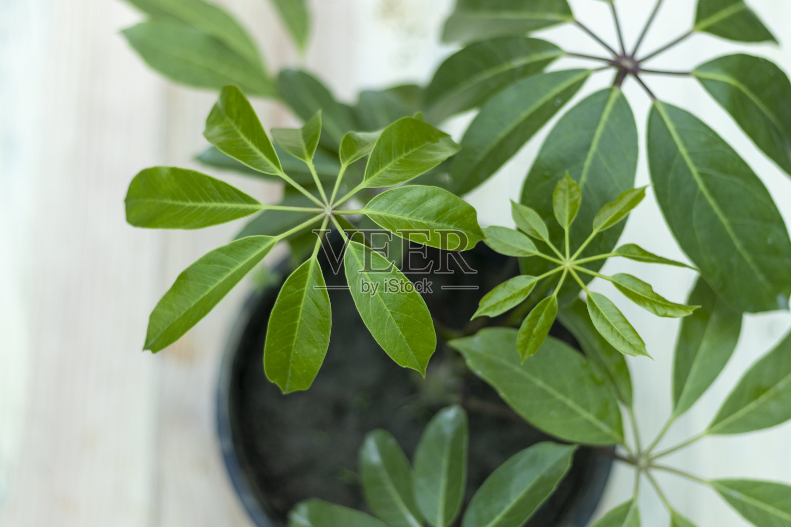 八爪鱼树或星叶植物照片摄影图片