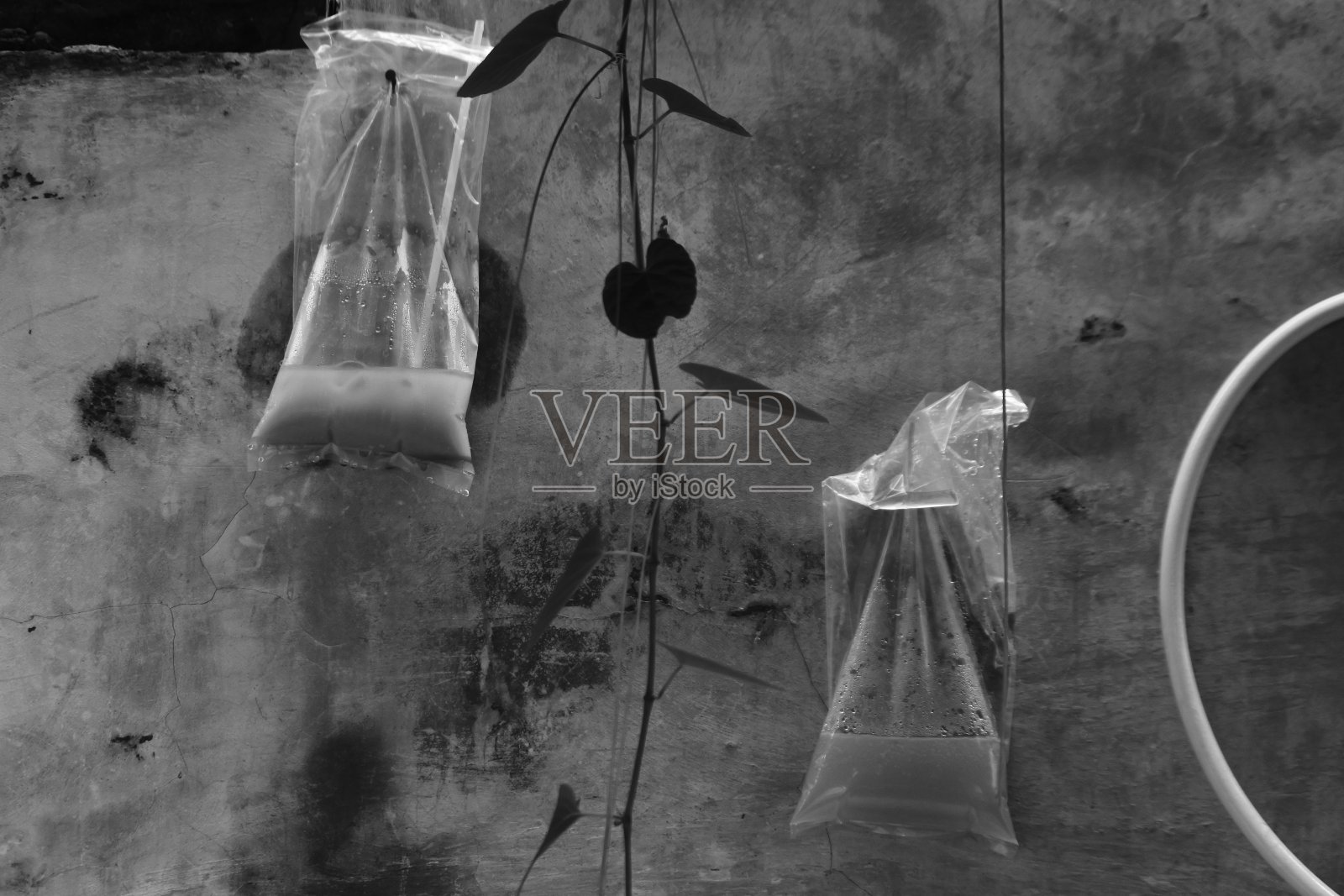 植物贴在墙上,黑白相间照片摄影图片