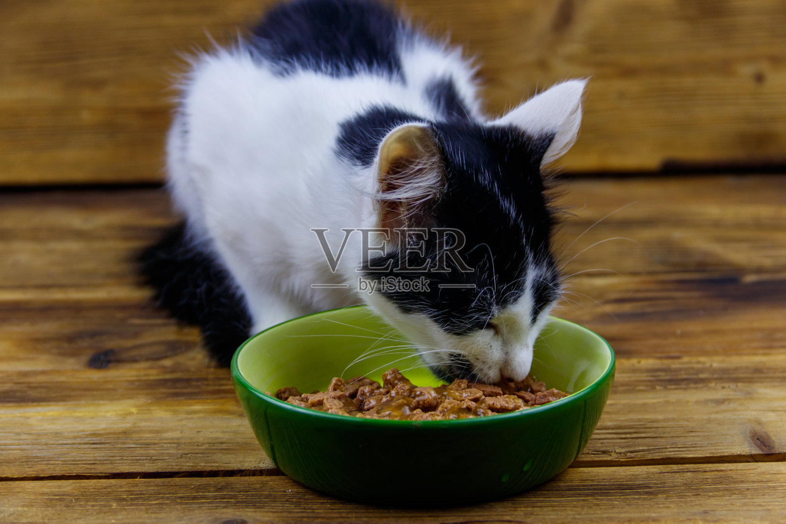 小猫在木地板上吃着瓷碗里的食物照片摄影图片