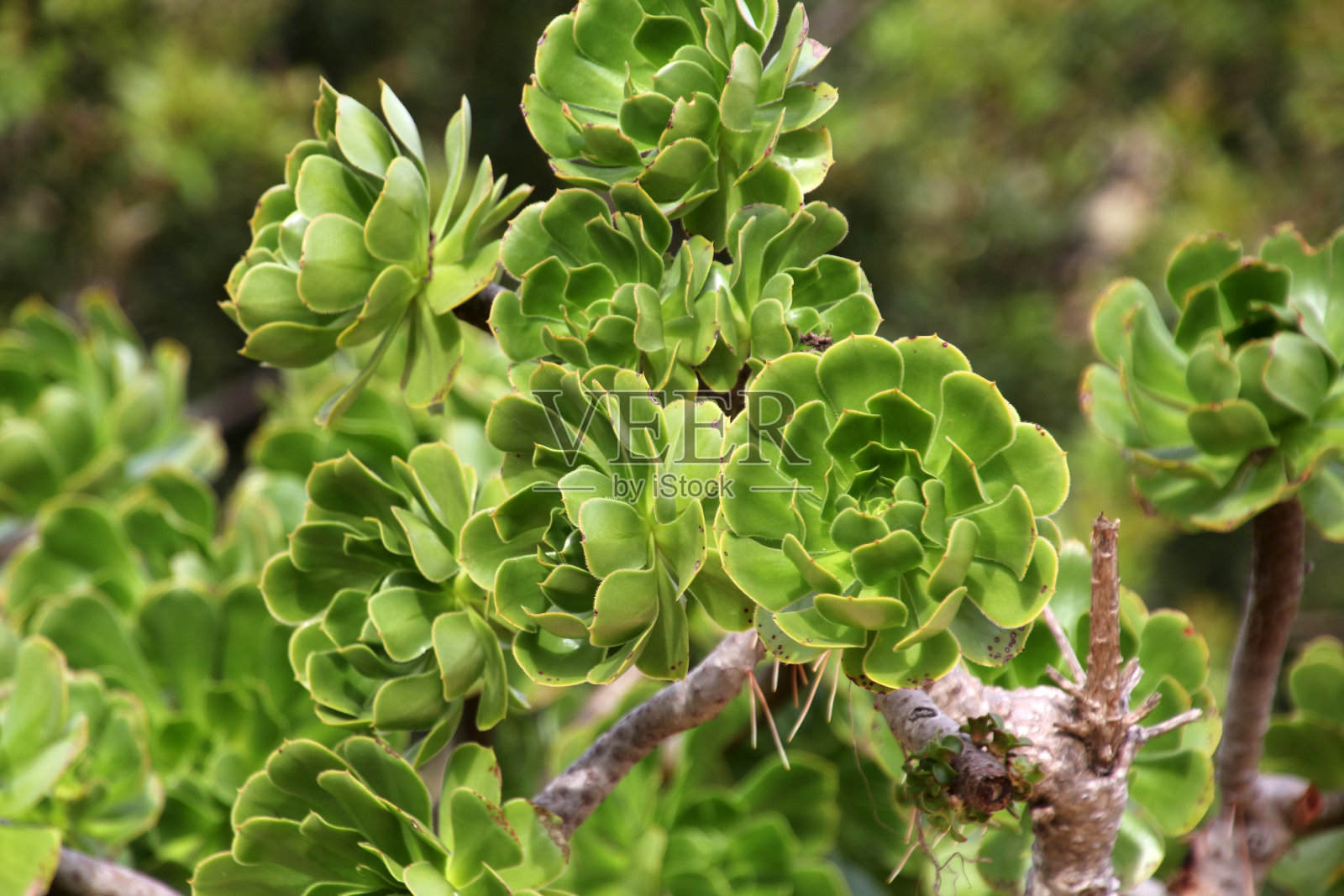 近距离观看Houseleeks或Sempervivum,马耳他照片摄影图片