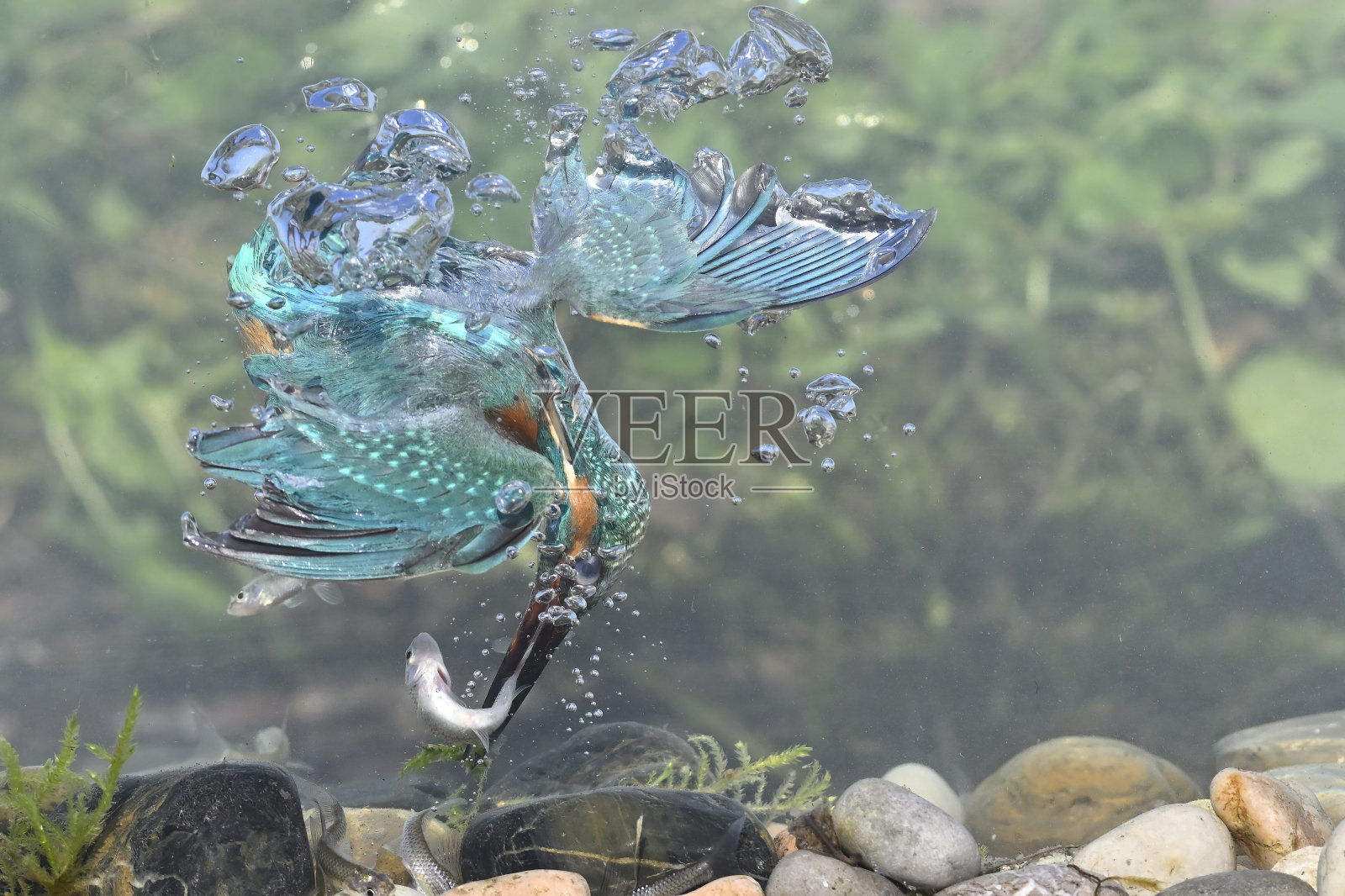 翠鸟捕鱼水下照片摄影图片