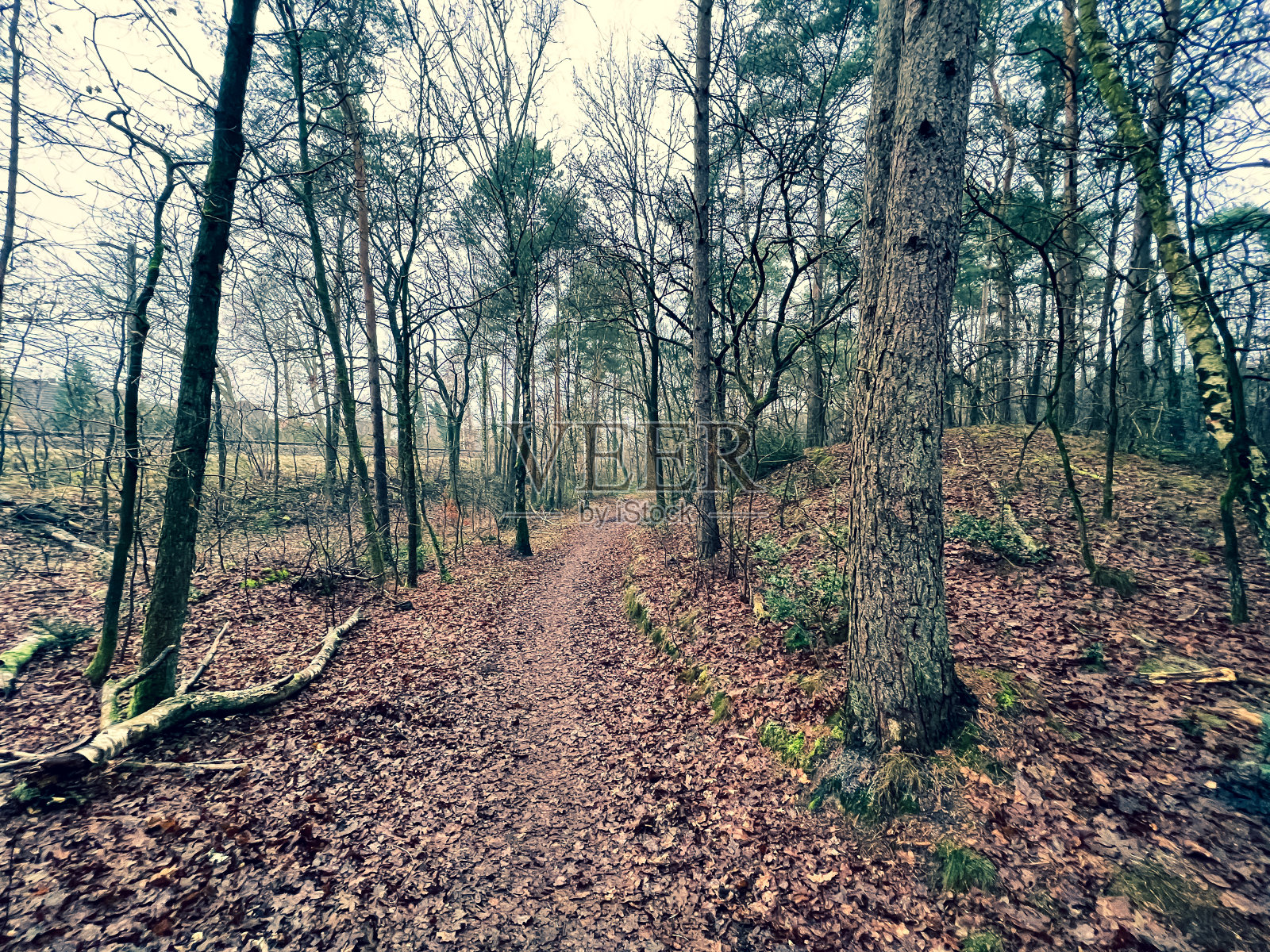 冬天,在铁路旁的森林中穿行。照片摄影图片