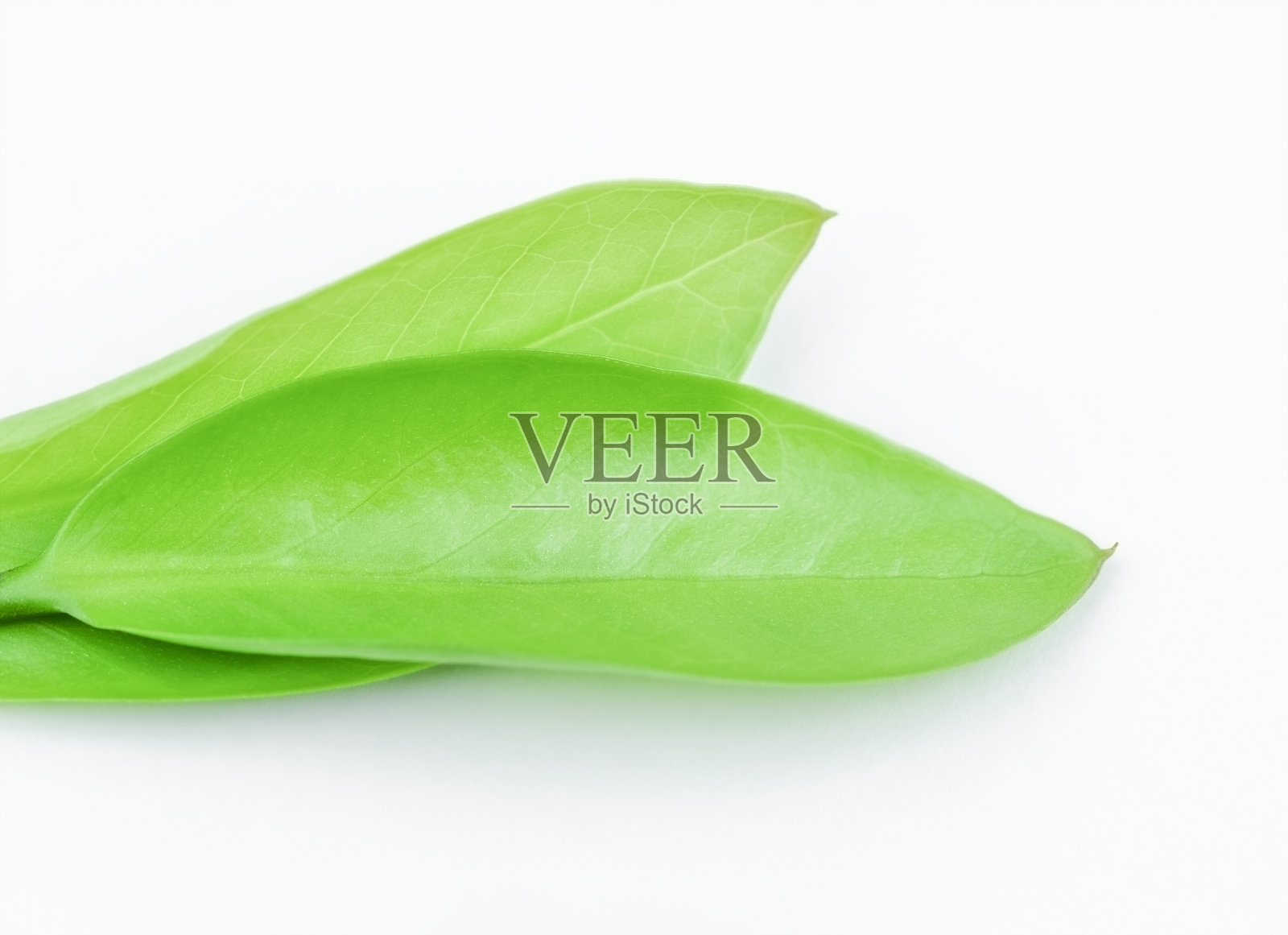 绿叶与复制空间照片摄影图片