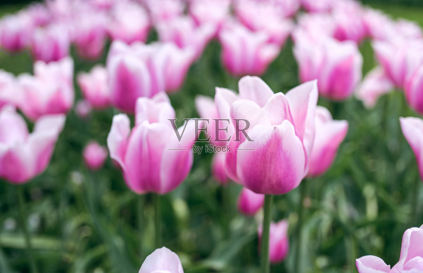 美丽的壁纸盛开的郁金香。荷兰,荷兰照片摄影图片