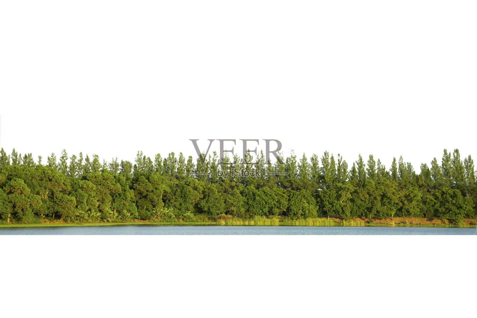 在白色背景上孤立的高清晰度树线的视图。照片摄影图片