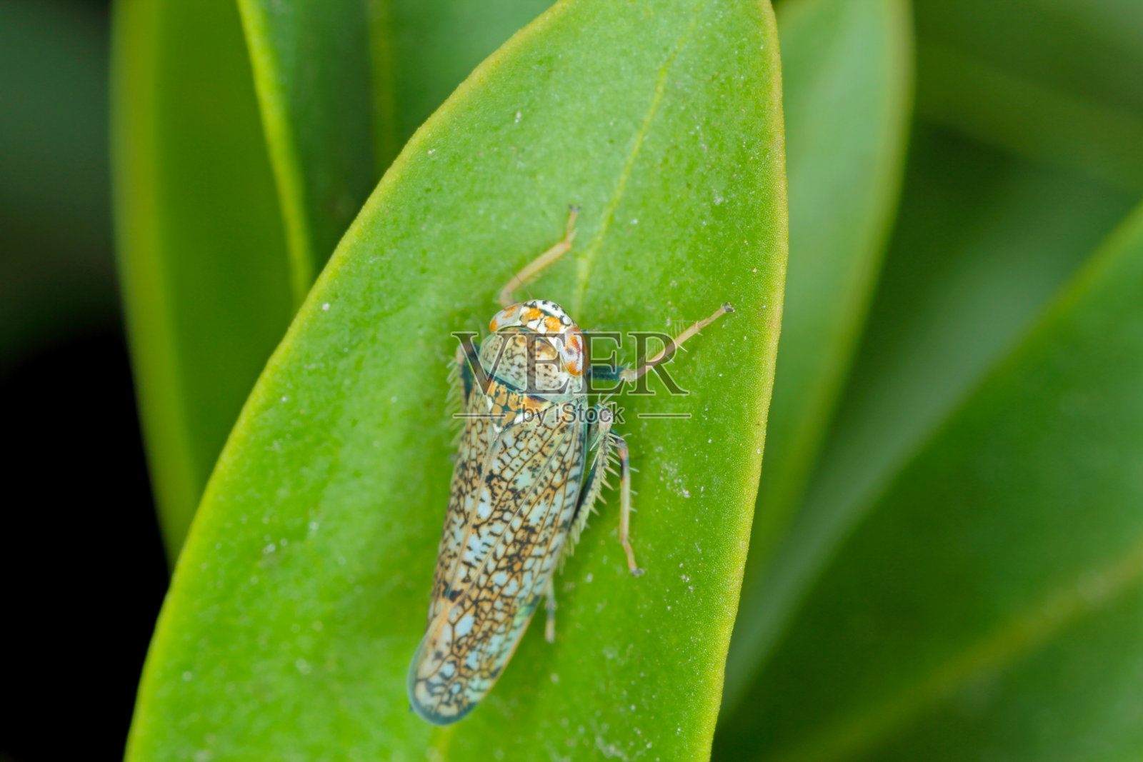 日本小叶蝉,花叶小叶蝉-东方小叶蝉科。大人坐在一片叶子上。照片摄影图片