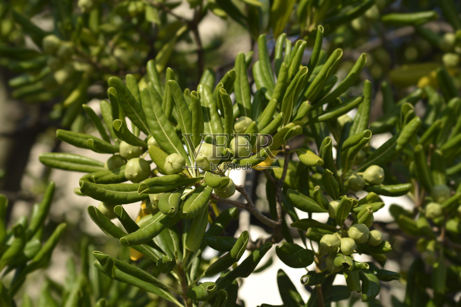 山梅花照片摄影图片