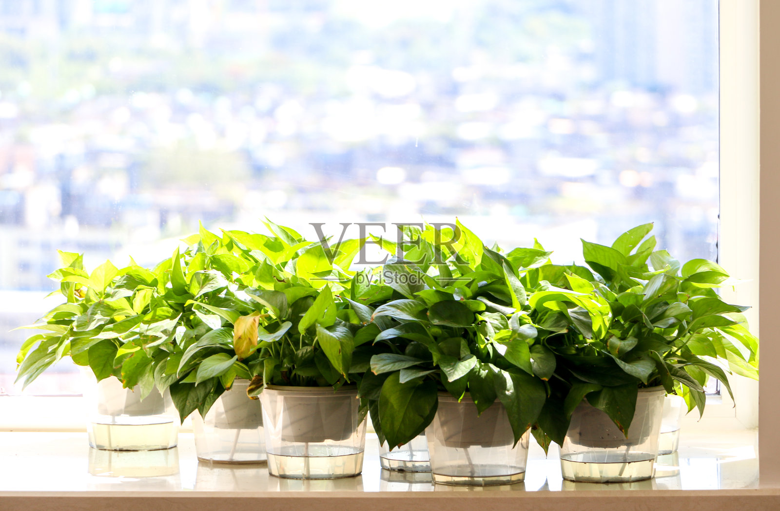 窗边的绿色植物沐浴在阳光中照片摄影图片