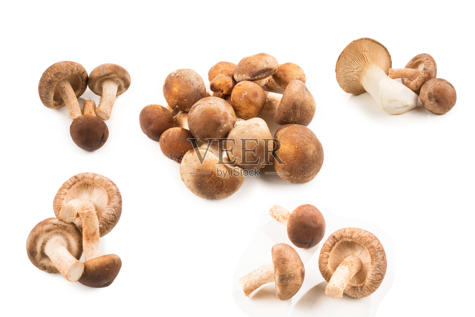 香菇孤立在白色上。照片摄影图片