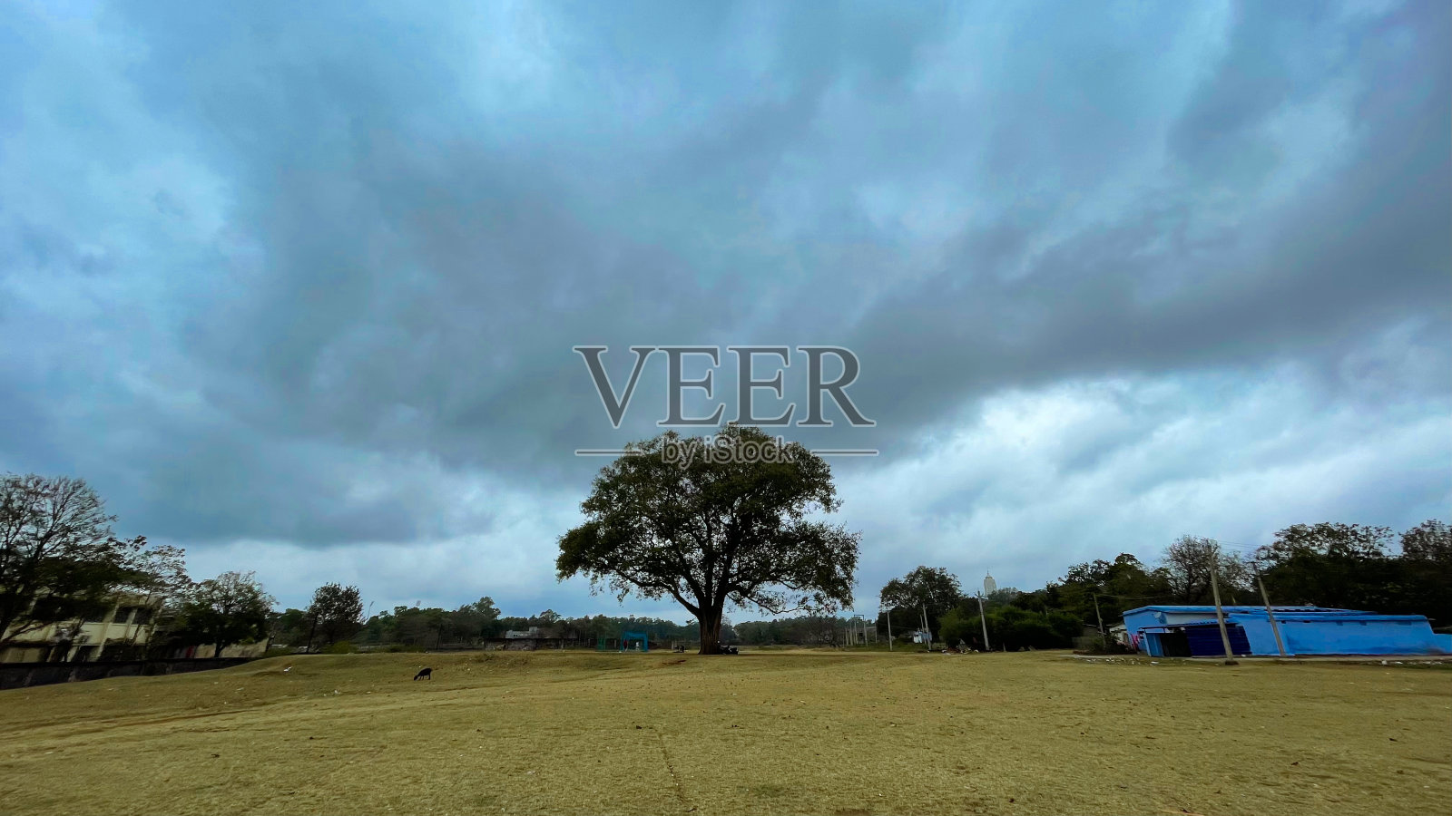 一棵孤零零的树在多云的天气里躺在田野里照片摄影图片