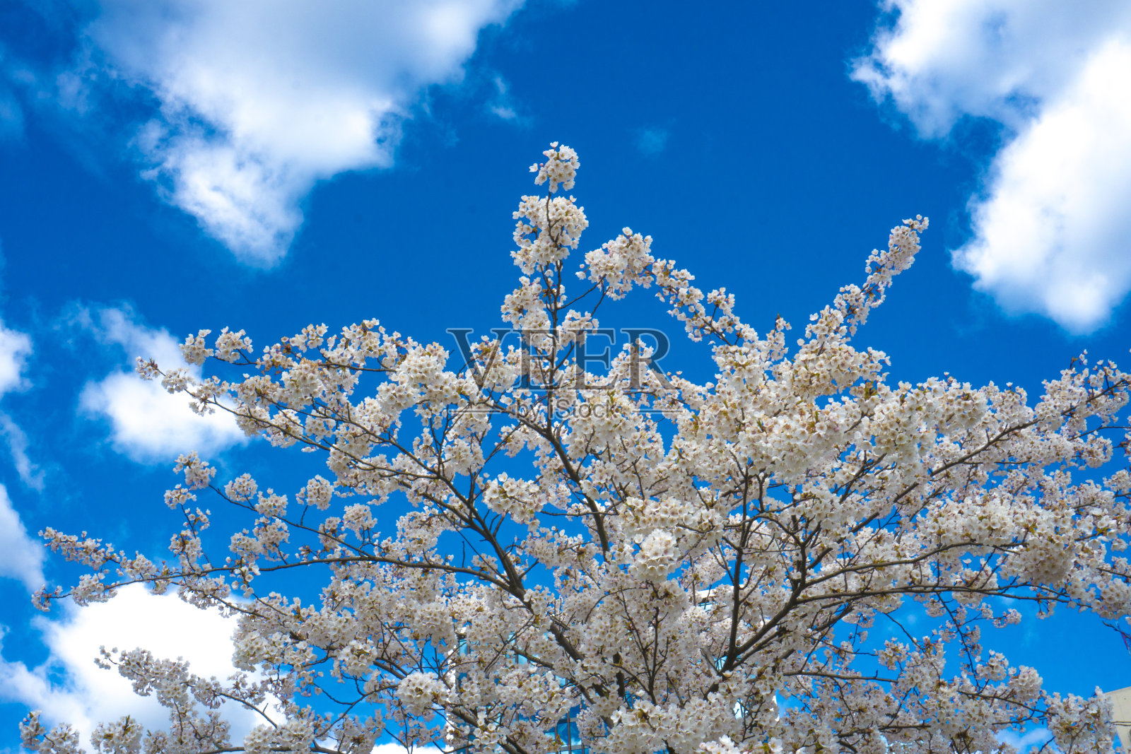 樱花盛开的巷子和美丽的蓝天白云。美丽的风景公园里有一排排盛开的樱花树和春天绿色的草坪。照片摄影图片