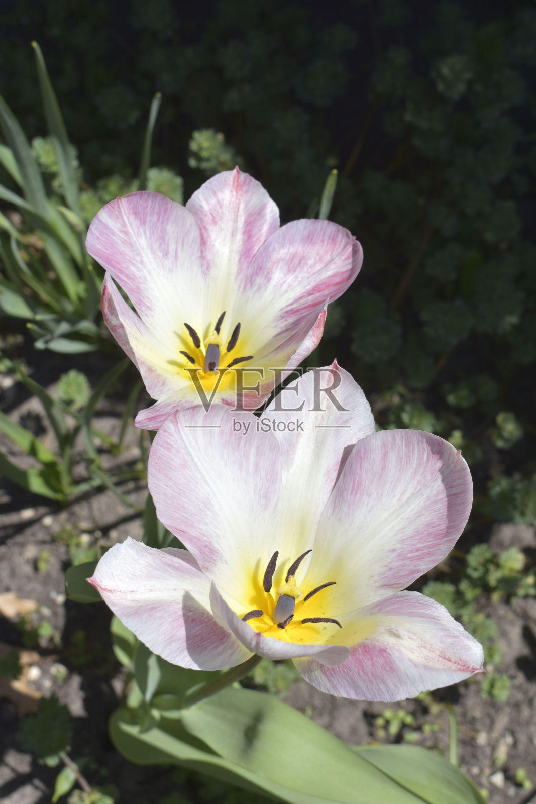 粉红色与白色郁金香照片摄影图片