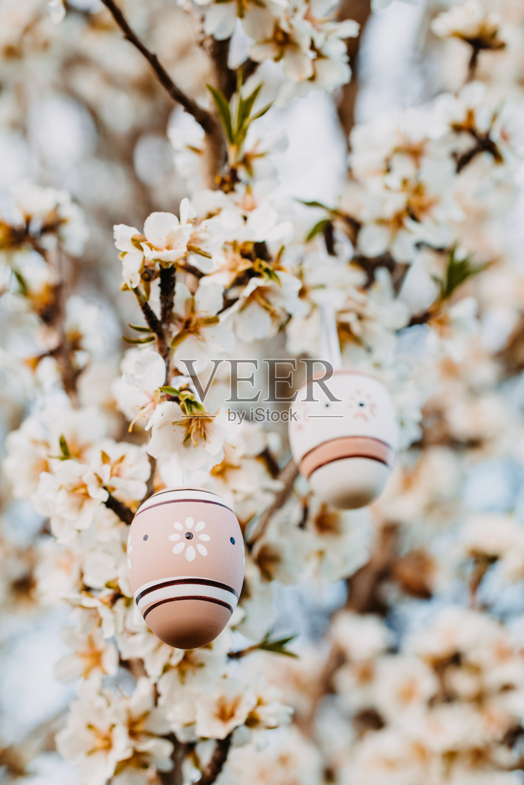 两个米色的波西米亚复活节彩蛋挂在杏树上芳香的杏花之间照片摄影图片