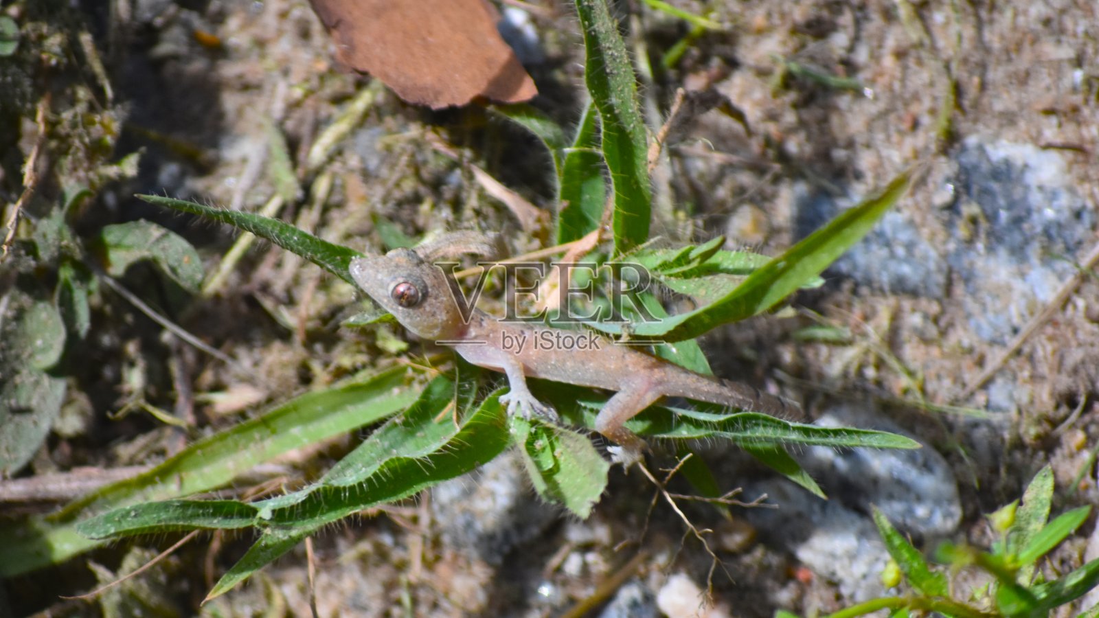 盖柯在草地上照片摄影图片