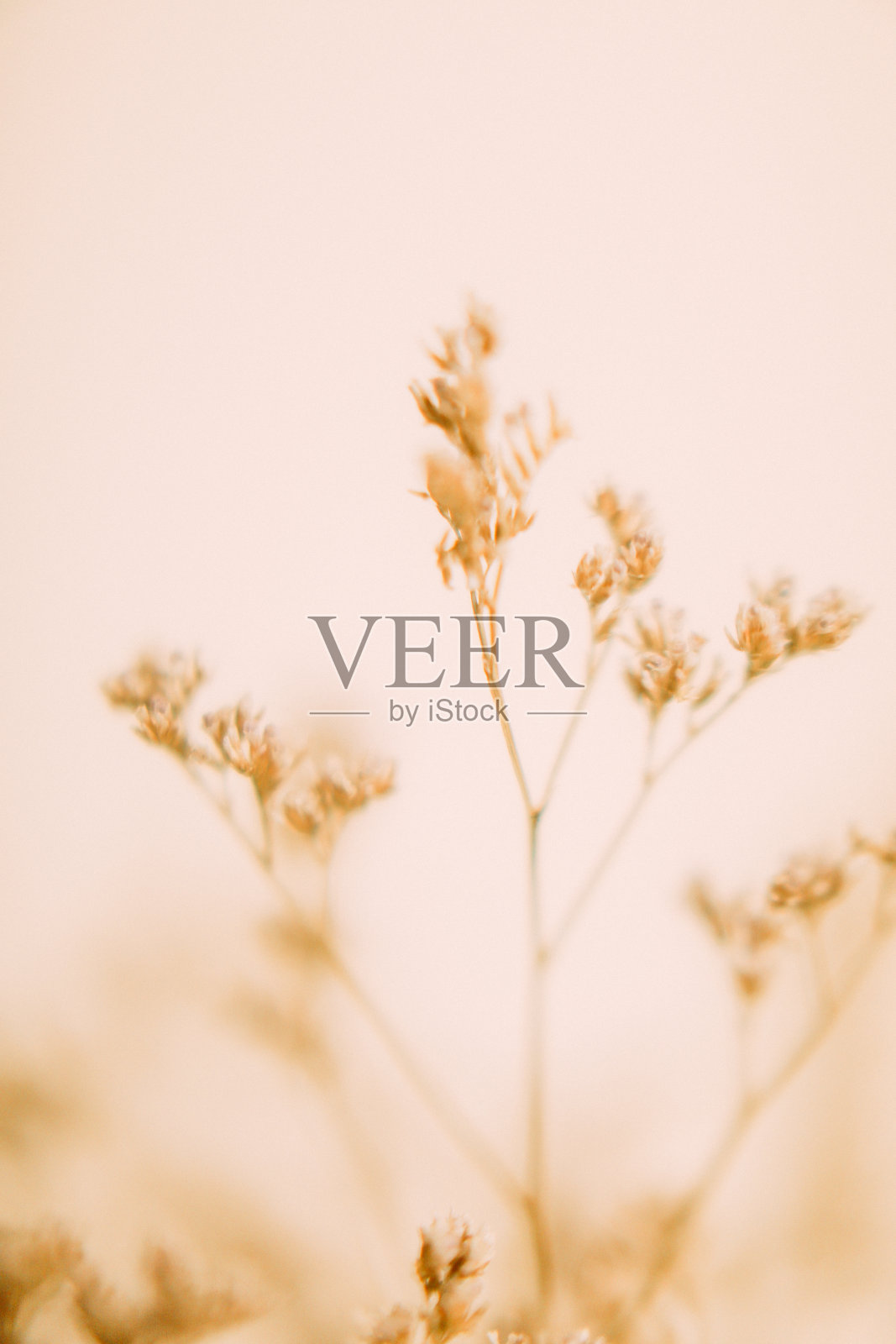 干花微距摄影,植物标本馆和软聚焦照片摄影图片