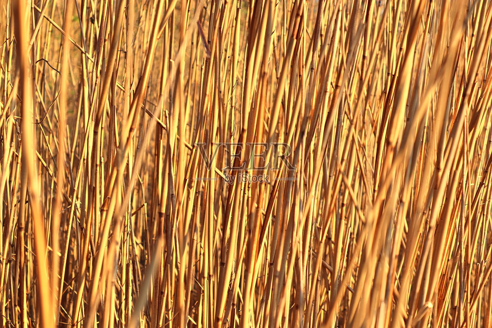 近距离观察芦苇表面。照片摄影图片