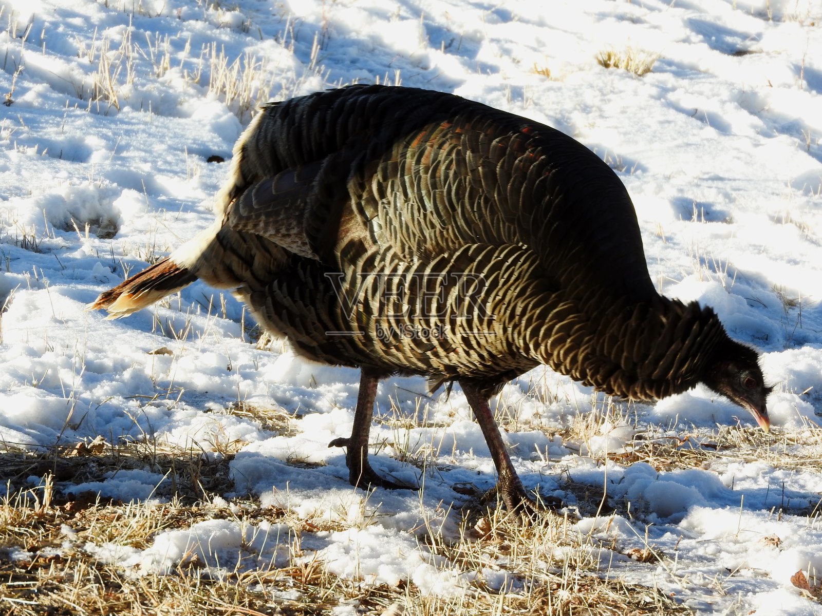 野生火鸡照片摄影图片
